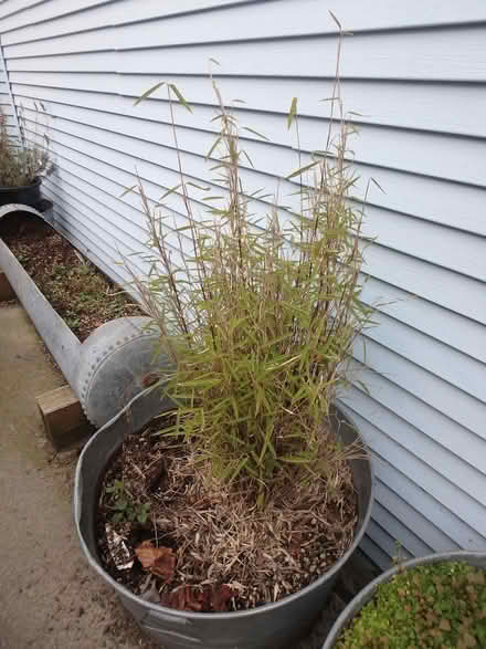 Photo of free Garden Plants (Interbay/Queen Anne) #2