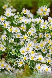 Photo of Hardy Michaelmas Daisy (Barnston CH61) #3
