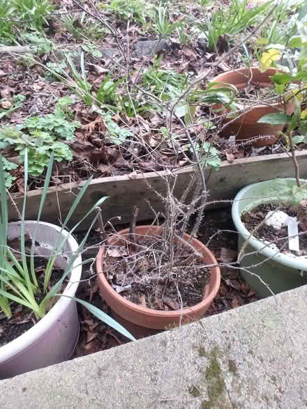 Photo of free Garden Plants (Interbay/Queen Anne) #1