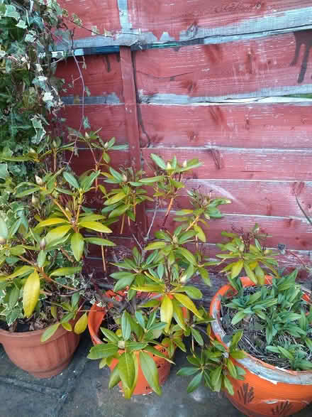 Photo of free Rhododendrons (Gosport PO12) #2