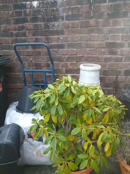 Photo of free Rhododendrons (Gosport PO12) #1