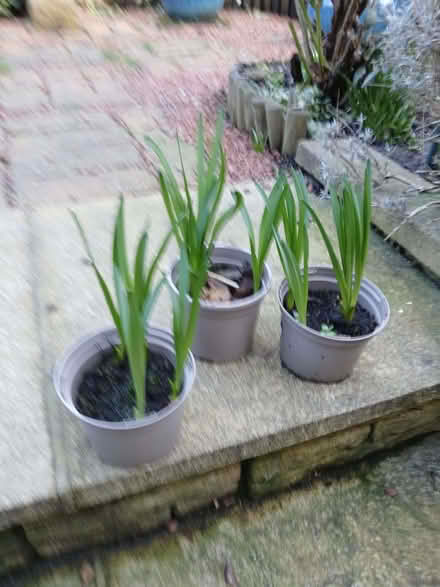 Photo of free Camassia Plants (Cogges OX28) #1