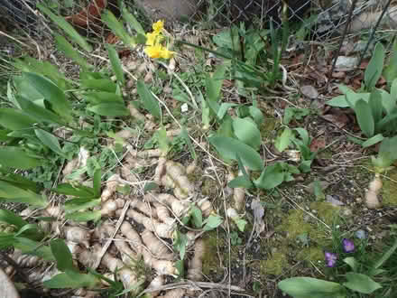 Photo of free Garden Plants (Interbay/Queen Anne) #3