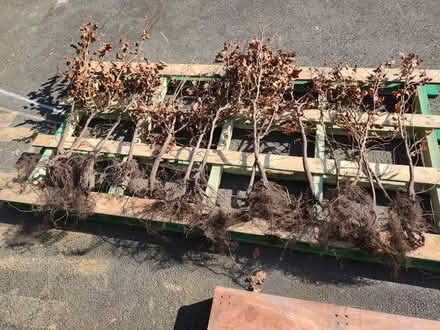 Photo of free Beech trees hedging (Crowhurst east sussex) #1