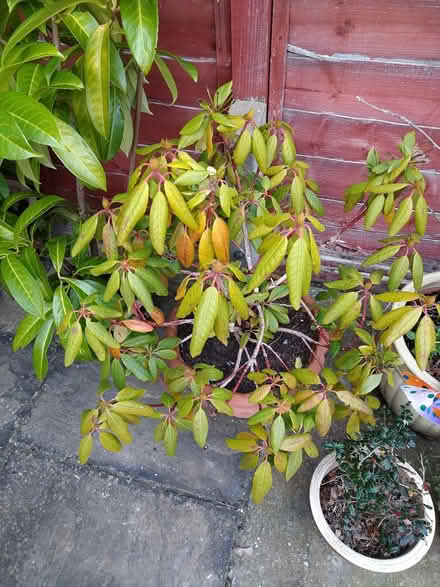 Photo of free Rhododendrons (Gosport PO12) #3