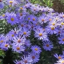 Photo of Hardy Michaelmas Daisy (Barnston CH61) #1