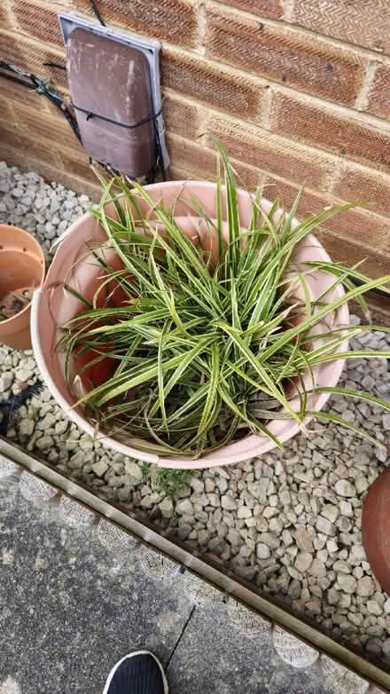 Photo of free Plants (Queens Park) #1