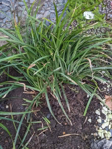 Photo of free Ornamental Grass (CT1) #1