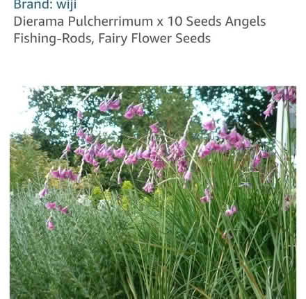 Photo of free Coral coloured angel fishing rod plants/corms (Harrogate HG2) #1