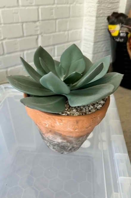 Photo of free artificial cactus (Bardon LE67) #1