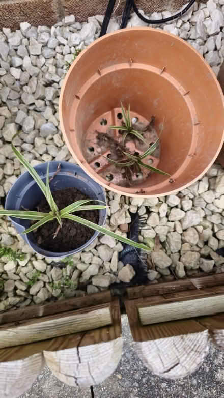 Photo of free Plants (Queens Park) #3