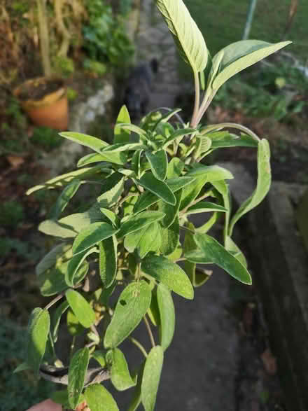 Photo of free Fresh sage (Norbury SW16) #1