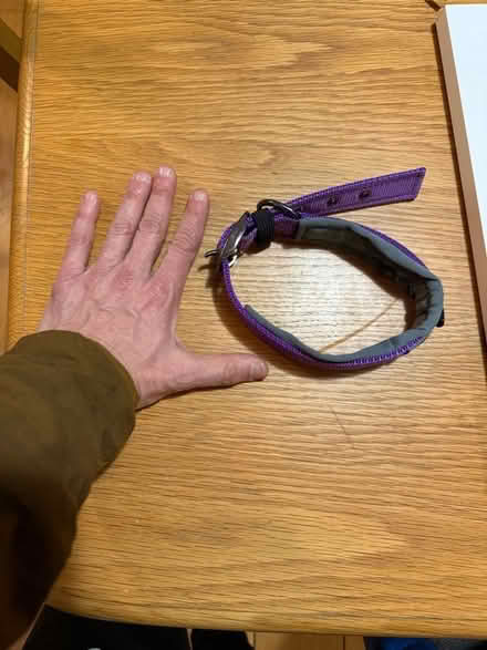 Photo of free Dog collar - new (Cumnor OX2) #1