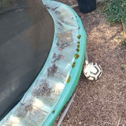 Photo of free Eight foot trampoline (Kempston MK42) #4