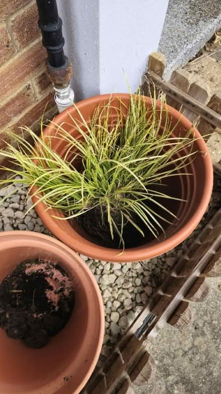Photo of free Plants (Queens Park) #2
