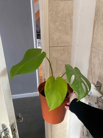 Photo of free Cheese plant (Bromley BR2 9.) #2