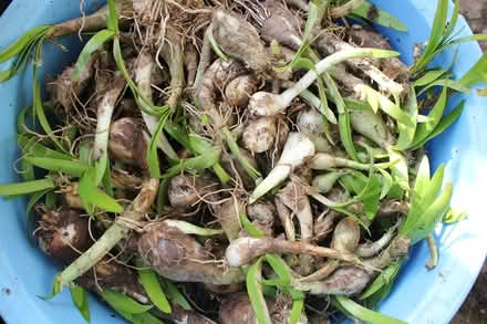 Photo of free nerine bulbs (Bray Seafront) #1