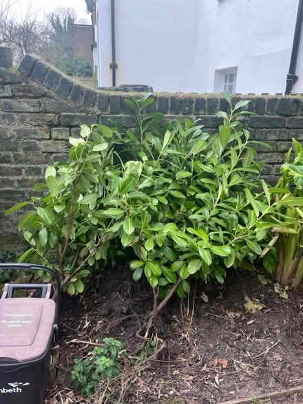 Photo of free Six healthy laurels (SW9) #1