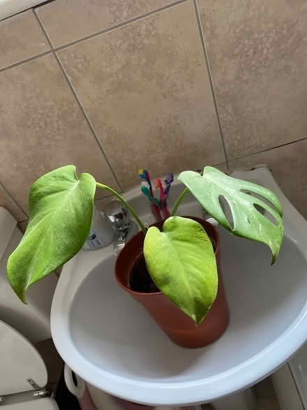 Photo of free Cheese plant (Bromley BR2 9.) #1