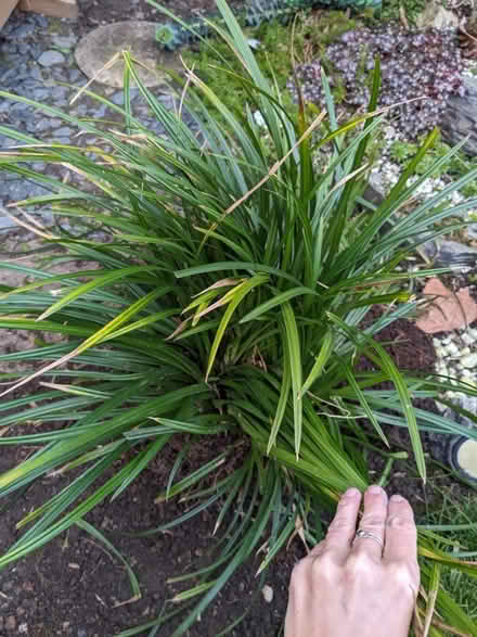 Photo of free Ornamental Grass (CT1) #2