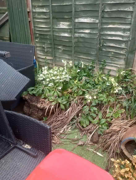 Photo of free Various plants and small trees (Abingdon Oxfordshire) #1