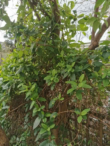 Photo of free baby tree (Emlyn Gardens W12) #3