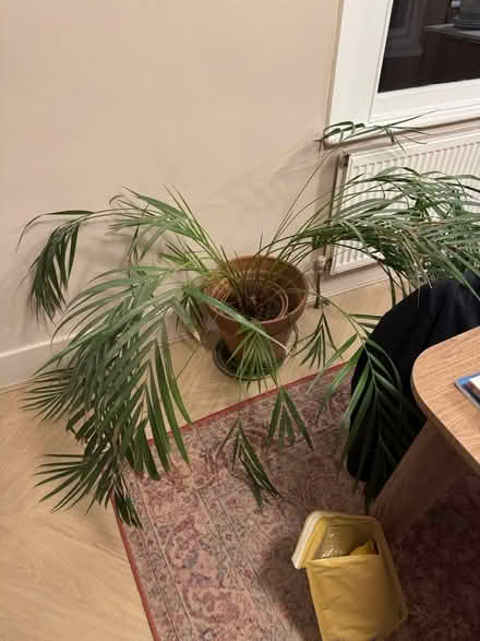 Photo of free Three plants (Dulwich) #1