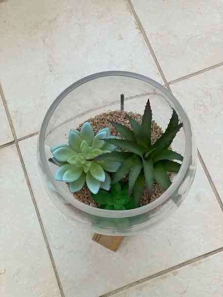 Photo of free Realistic succulents and stand (Blackmore CM4) #3