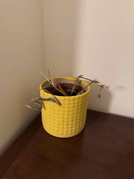Photo of free Three plants (Dulwich) #3