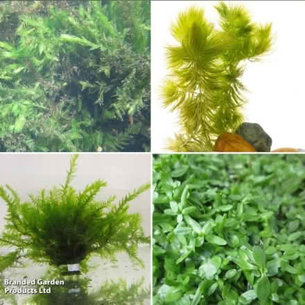 Photo of Oxygenating pond plants (High Wycombe/Wycombe Marsh) #1