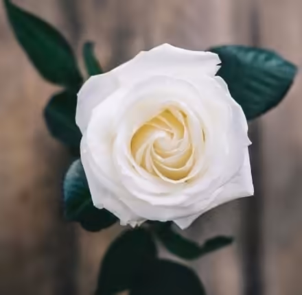 Photo of White roses (Sunnyvale Downtown) #1
