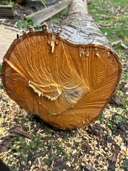 Photo of free Cherry tree log (Harrogate HG2) #1