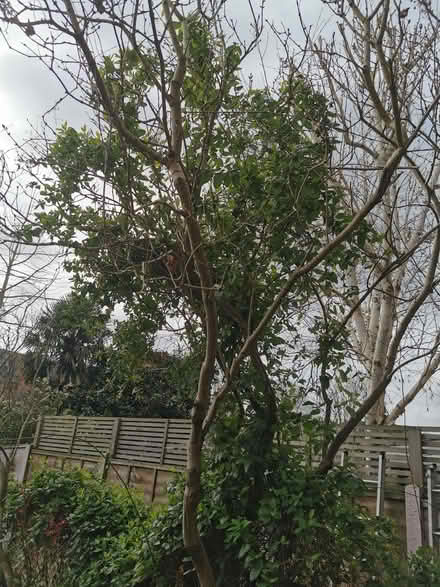Photo of free baby tree (Emlyn Gardens W12) #2