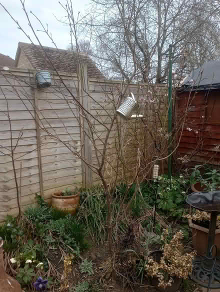 Photo of free Various plants and small trees (Abingdon Oxfordshire) #3