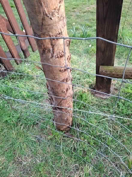 Photo of free Sheep netting. (Biggin Hill TN16) #1