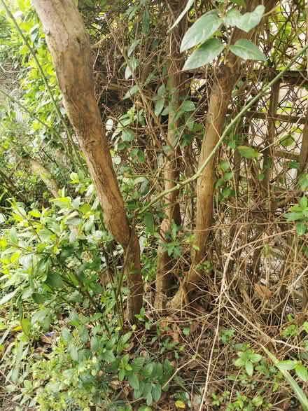 Photo of free baby tree (Emlyn Gardens W12) #1