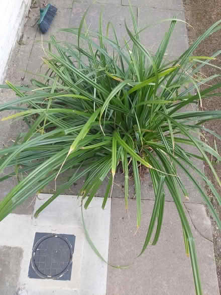 Photo of free Mature garden plant (W4) #2