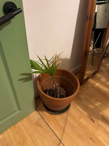 Photo of free Three plants (Dulwich) #2