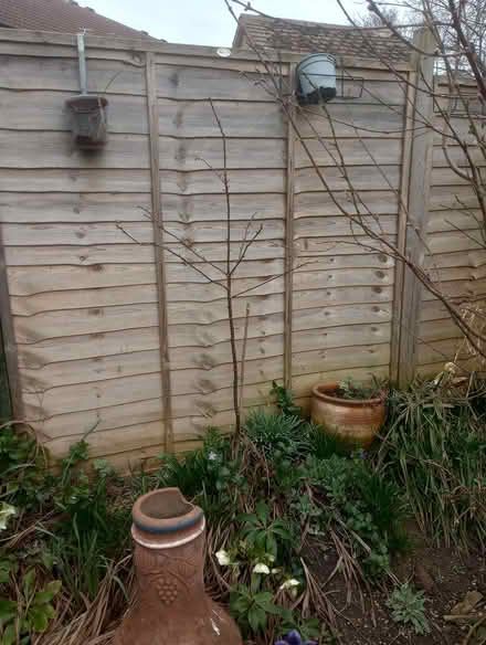 Photo of free Various plants and small trees (Abingdon Oxfordshire) #4