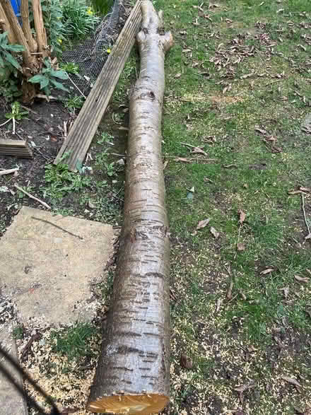 Photo of free Cherry tree log (Harrogate HG2) #2