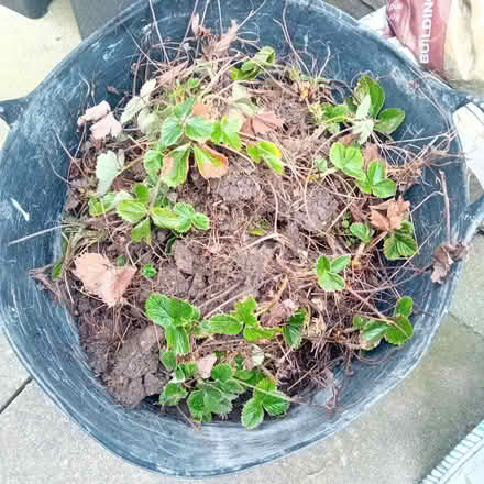 Photo of free Strawberries (Anerley) #1