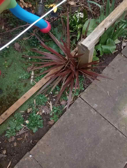 Photo of free Various plants and small trees (Abingdon Oxfordshire) #2