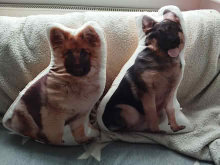 Photo of free German Shepherd Cushions (Prittlewell SS2) #1