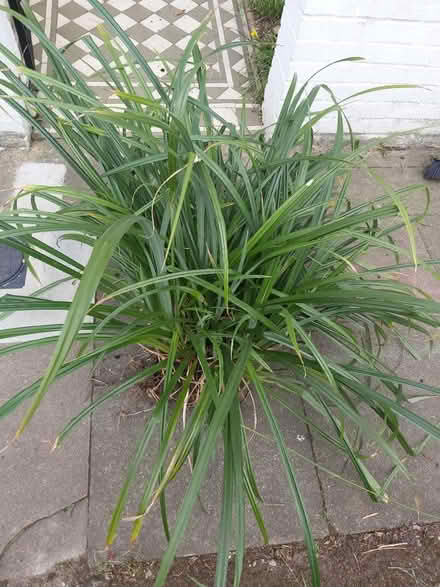 Photo of free Mature garden plant (W4) #1