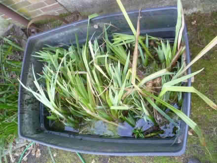 Photo of free Pond plants - yellow flag iris (Runcton PO20) #1