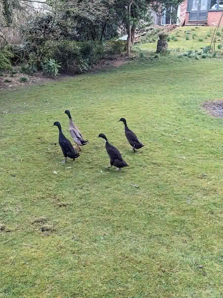 Photo of free Indian runner drake (SY8) #1