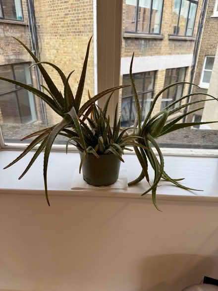 Photo of free Aloe Vera Plant (Oxford Circus W1F) #1
