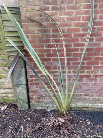 Photo of free Phormium plants (Copnor PO3) #1