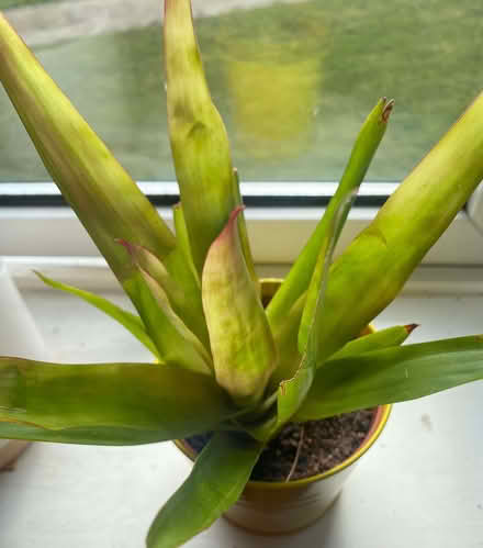 Photo of free Bromeliad house plant (Bransholme HU7) #1