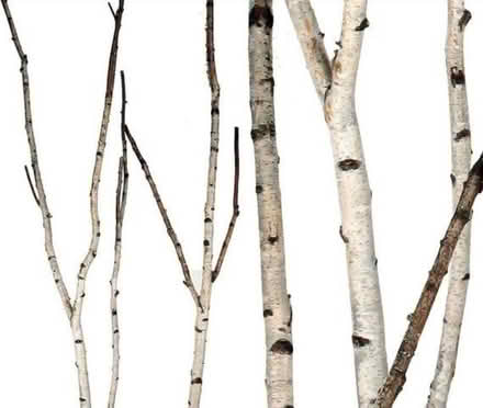 Photo of Birch pear appletree willow DIYproj (Dublin) #1